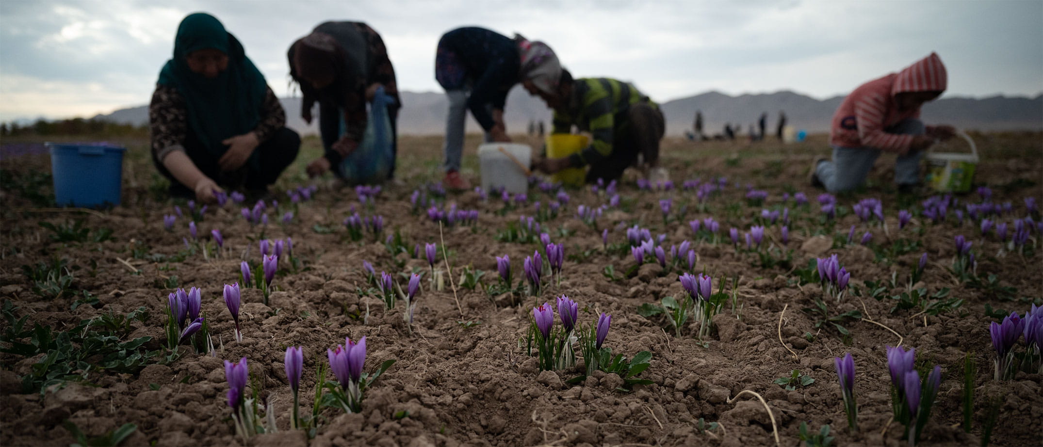 Saffran Ernte, Saffron harvest Iran
